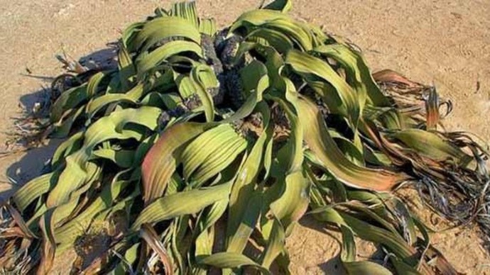 It looks weird but it's a real plant