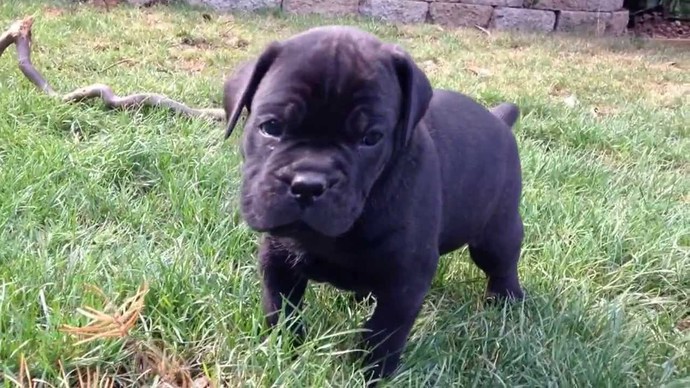 How hard is a Cane Corso to work with?