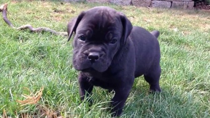 How hard is a Cane Corso to work with?