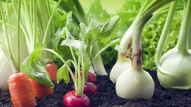 Is there anyway to grow Vegetables without sunlight or power?