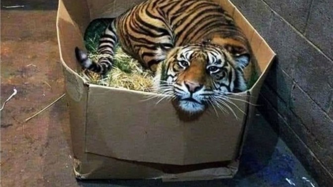 Do you believe big cats roam the British countryside?