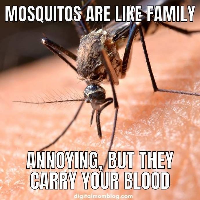 Have you been attacked by mosquitos lately?