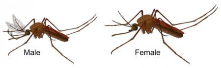 Have you been attacked by the skeeterz lately?