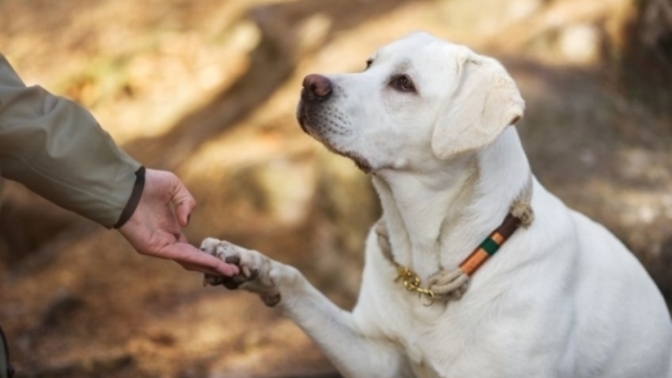 Do you greet dogs when you're walking outside?