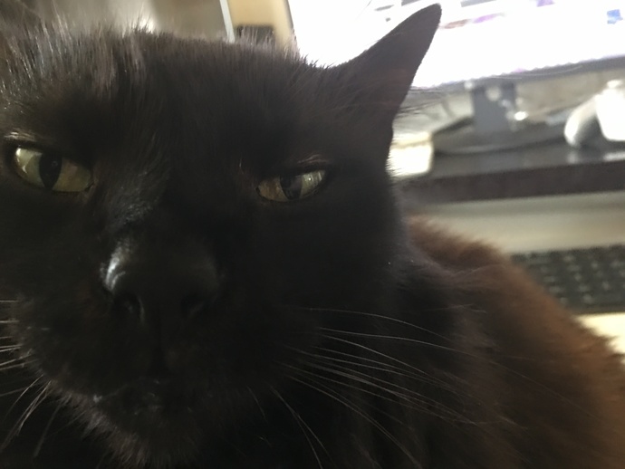 What do you think my cat is thinking when he looks at me like this?