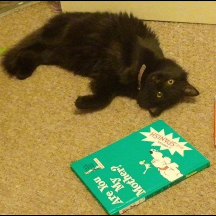 What do you think my cat is thinking when he looks at me like this?