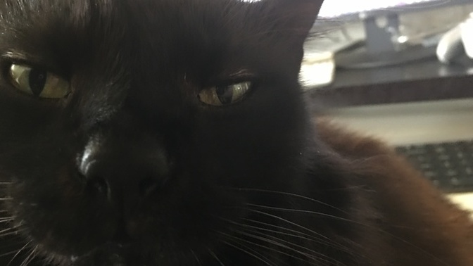 What do you think my cat is thinking when he looks at me like this?