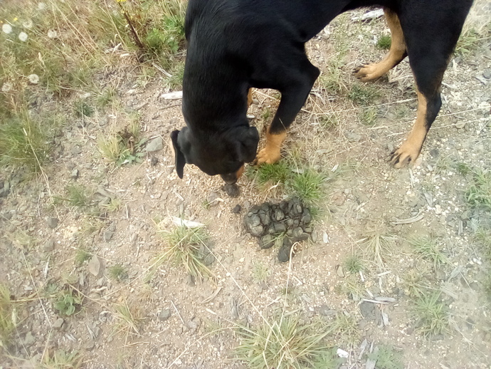 What made this poop?