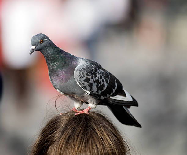 Am I smarter than a pigeon? Apparently not. Are you? Then help me solve my problem?