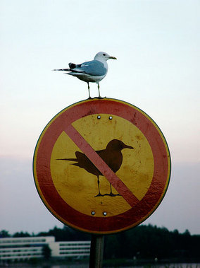 Am I smarter than a pigeon? Apparently not. Are you? Then help me solve my problem?