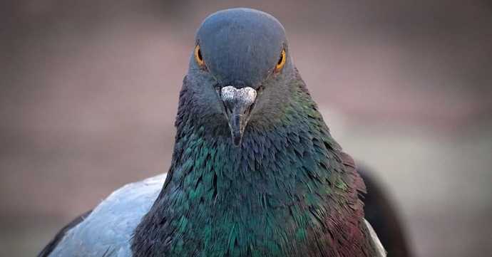 Am I smarter than a pigeon? Apparently not. Are you? Then help me solve my problem?