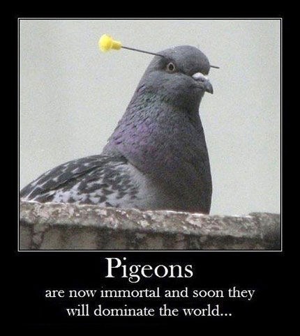 Am I smarter than a pigeon? Apparently not. Are you? Then help me solve my problem?
