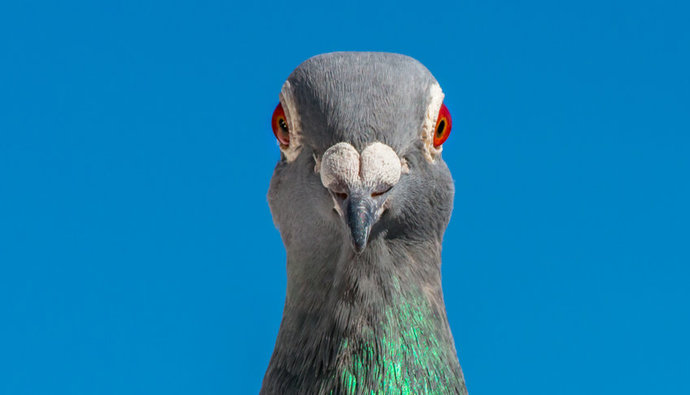 Am I smarter than a pigeon? Apparently not. Are you? Then help me solve my problem?