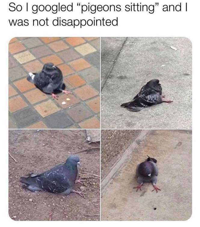 Am I smarter than a pigeon? Apparently not. Are you? Then help me solve my problem?