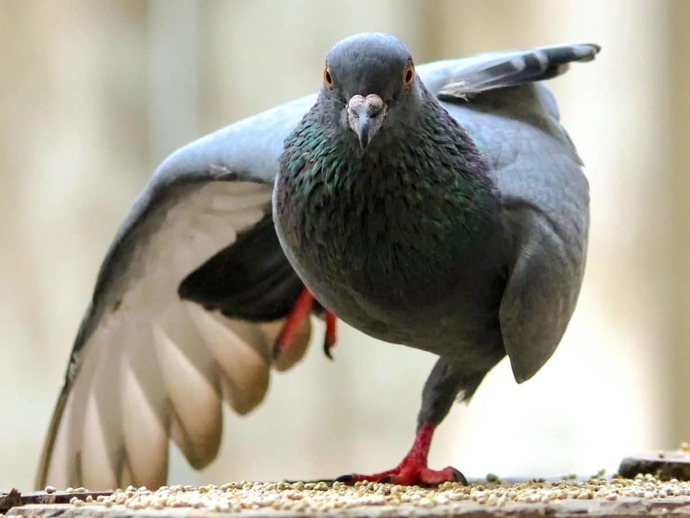 Am I smarter than a pigeon? Apparently not. Are you? Then help me solve my problem?