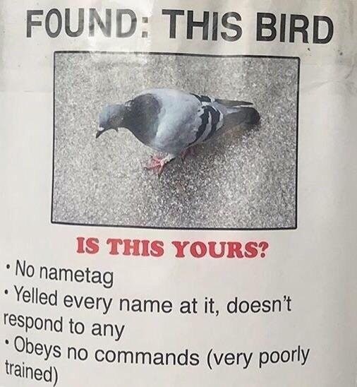Am I smarter than a pigeon? Apparently not. Are you? Then help me solve my problem?