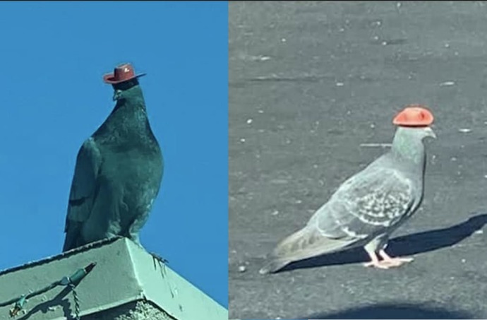 Am I smarter than a pigeon? Apparently not. Are you? Then help me solve my problem?