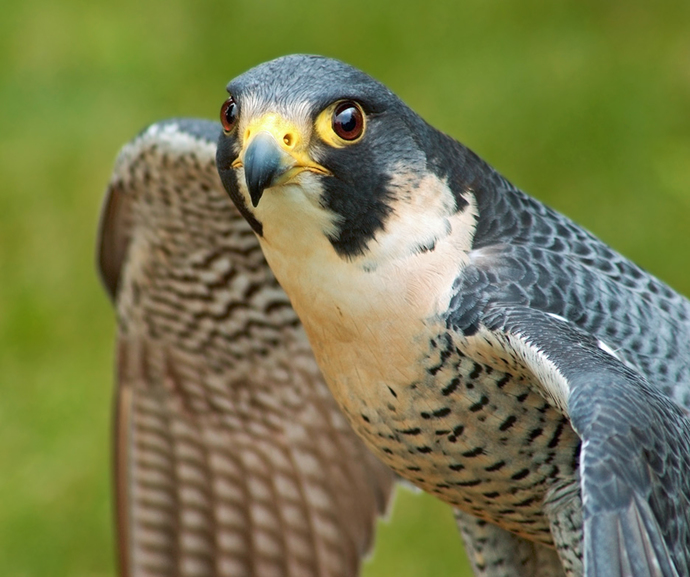 Am I smarter than a pigeon? Apparently not. Are you? Then help me solve my problem?
