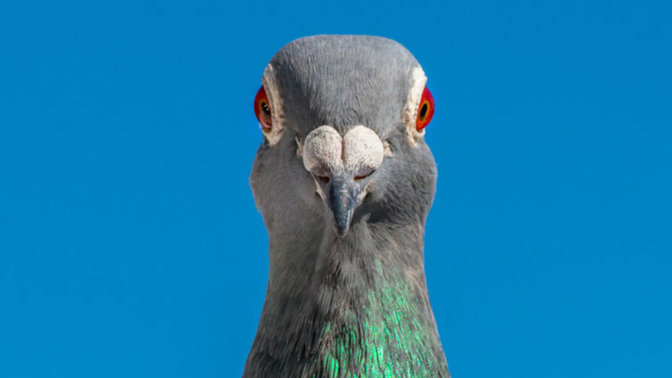 Am I smarter than a pigeon? Apparently not. Are you? Then help me solve my problem?