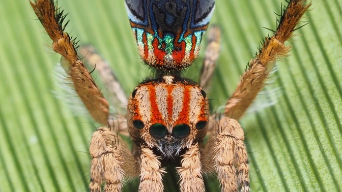 Do you like spiders?