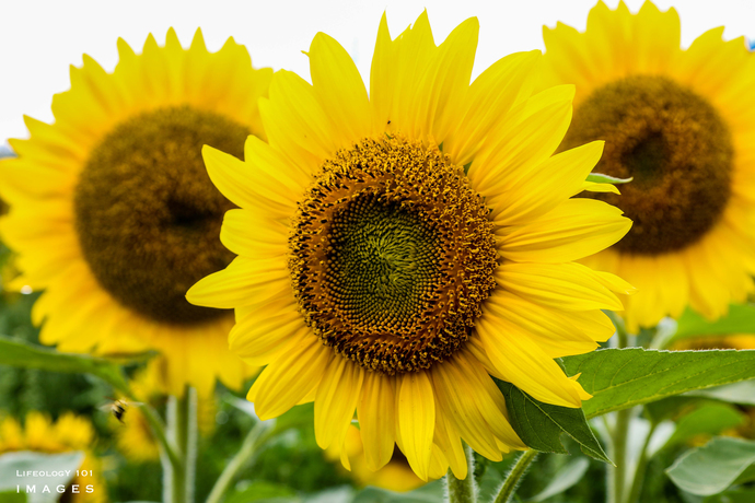 What is your favorite object/item that is usually or predominantly Yellow- the color?
