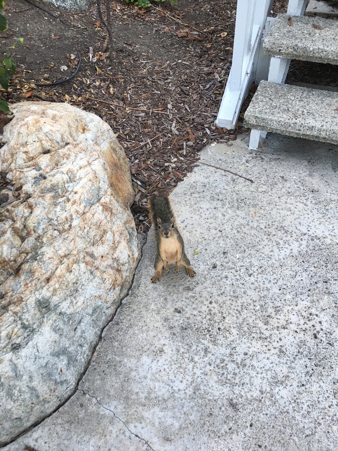 stood on its hind legs when i called for it lol 😆