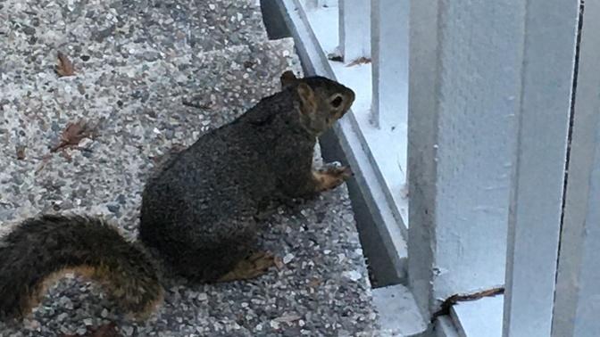 Anyone elses hearts melt when a wild animal trusts you enough that they go up to you or even let you touch them?