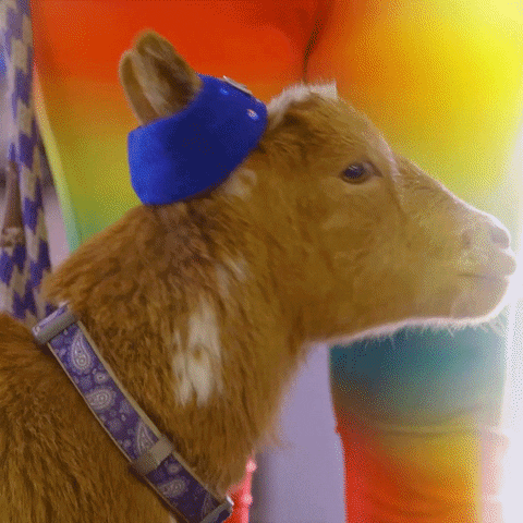 Are you a bird or a goat?