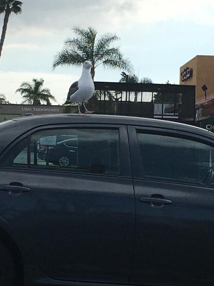 What do you think this seagull is thinking on top of this car?