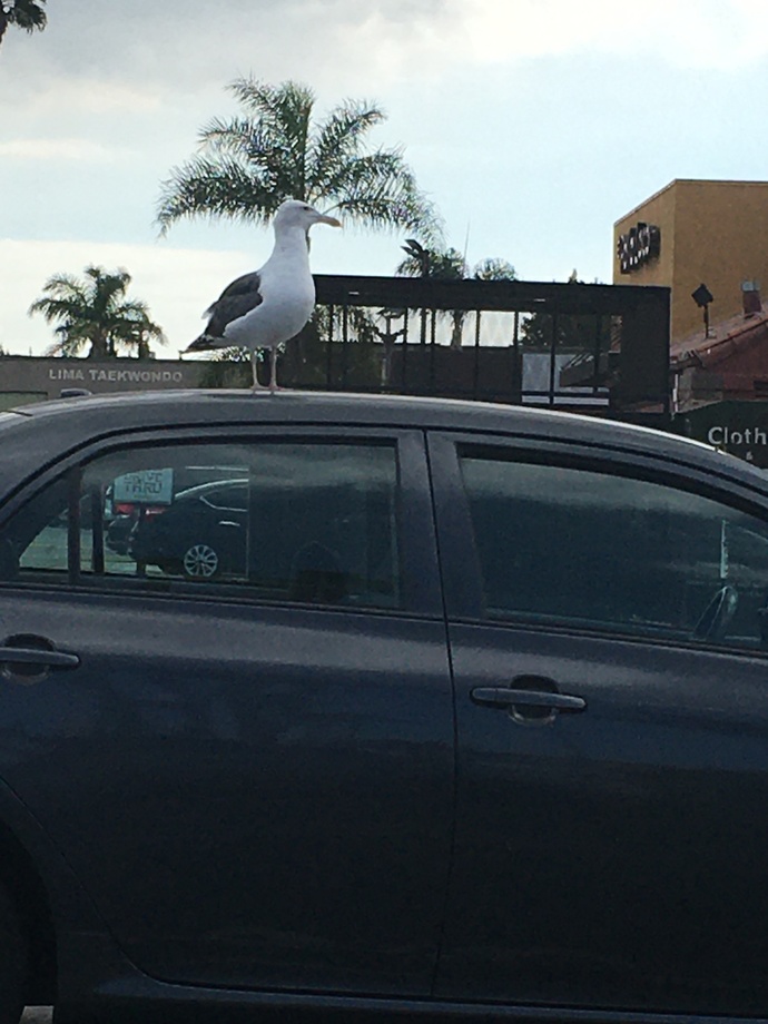 What do you think this seagull is thinking on top of this car
