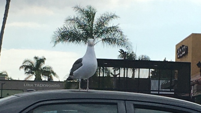 What do you think this seagull is thinking on top of this car?