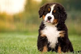 Get a dog, I'd really want to have a Bernese in the future