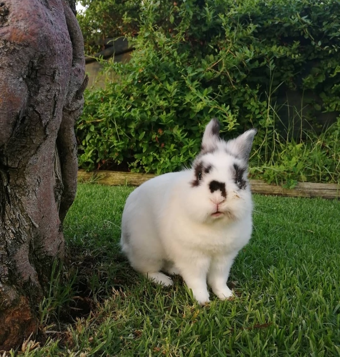 Do you mourn for your pets when they pass away?