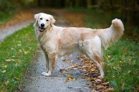 What type of dog is women most attracted to?