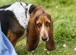 What type of dog is women most attracted to?