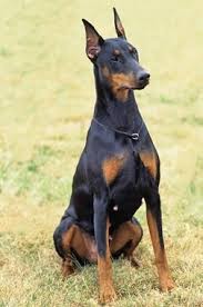 What type of dog is women most attracted to?