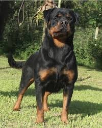 What type of dog is women most attracted to?