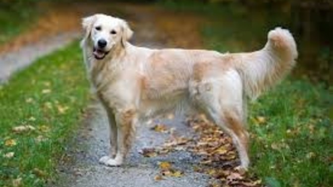What type of dog is women most attracted to?