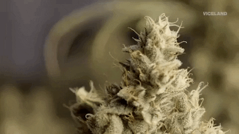 Do you like weed?