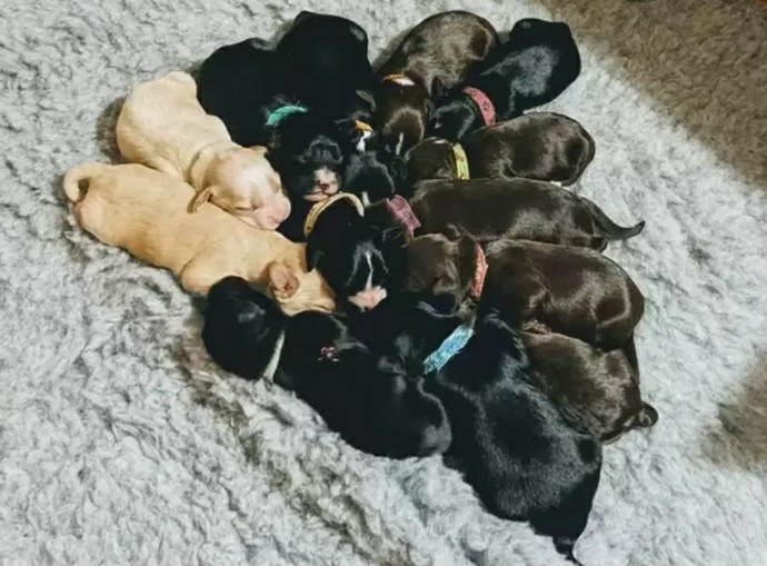 What animal makes the best pet? GirlsAskGuys