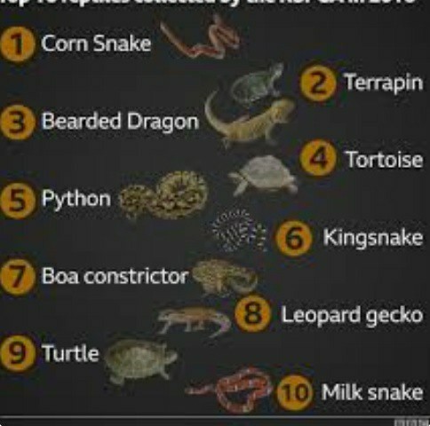 What animal makes the best pet?