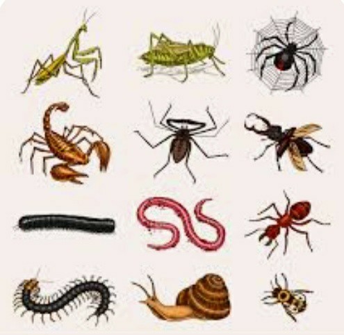 What animal makes the best pet?