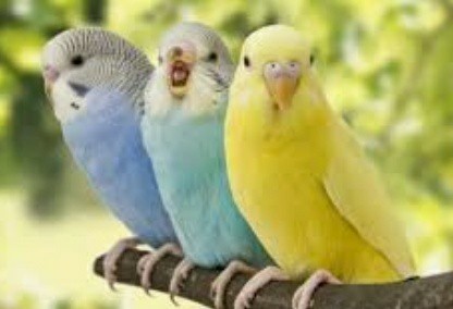What animal makes the best pet?