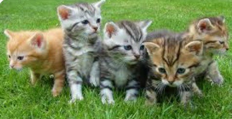 What animal makes the best pet?