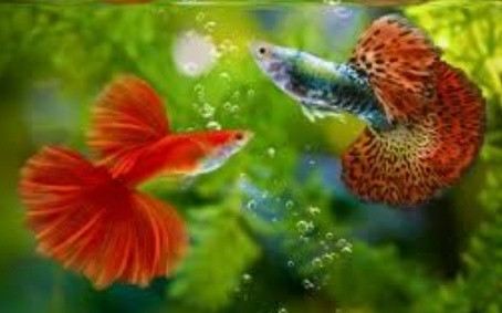 What animal makes the best pet?