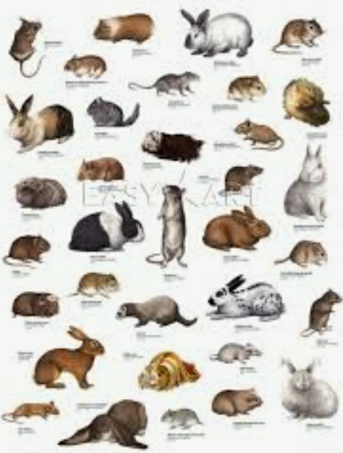 What animal makes the best pet?