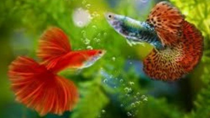 What animal makes the best pet?