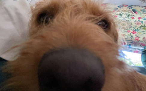 They say Every dog has his day. But WHEN is that day?