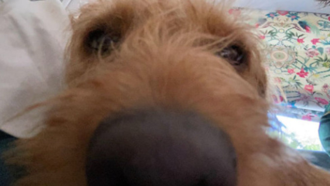They say "Every dog has his day." But WHEN is that day?