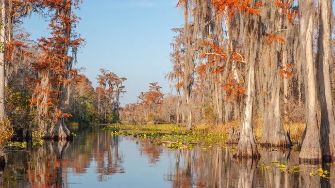 How do you feel about Swamps?